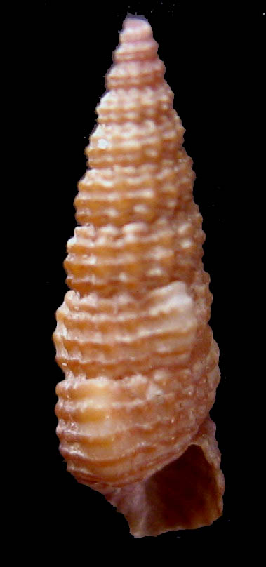 Cerithiidae: Gen. Bittium